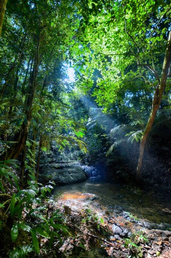 The Lush Green Jungles of Chiapas, Mexico -Soma Images
