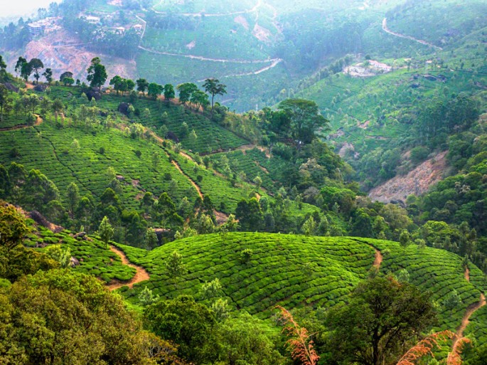 munnar-kerala-india-tea-plantations - Soma ImagesSoma Images