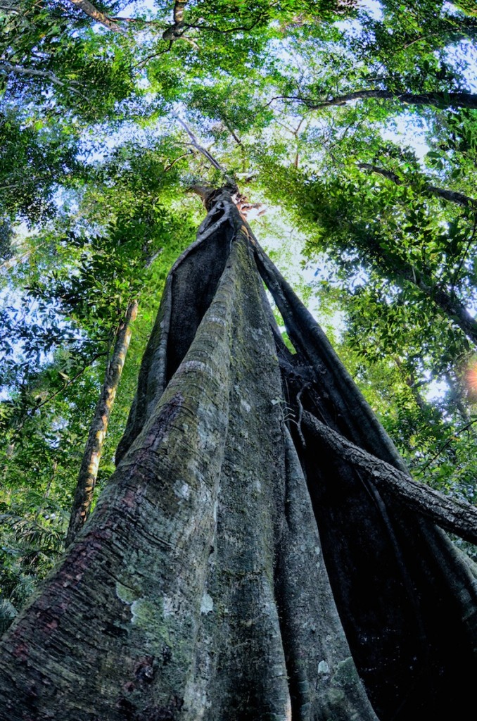 The Lush Green Jungles of Chiapas MexicoSoma Images