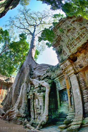 Banyan tree grows from Ta Prohm temple, Angkor Wat, Cambodia