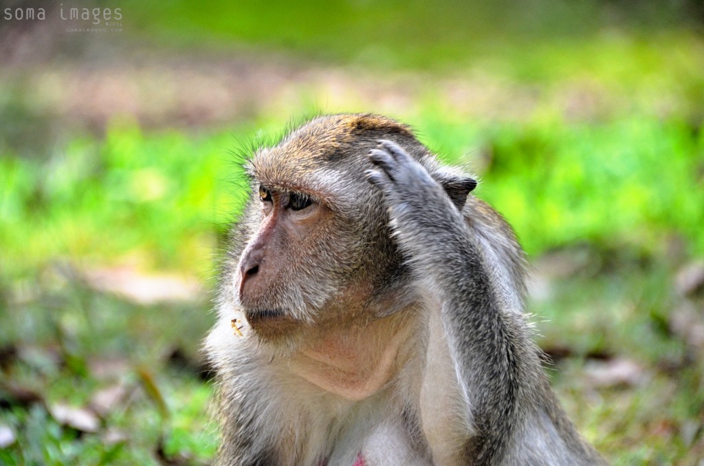 Monkey scratching it's head, Angkor Wat, Cambodia