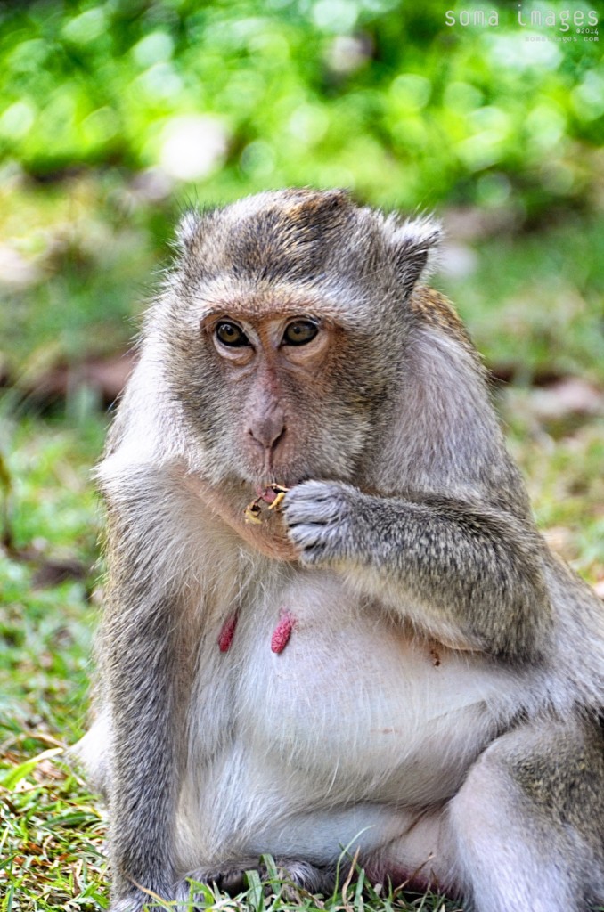 Monkey munching some leaves, Angkor Wat in Cambodia