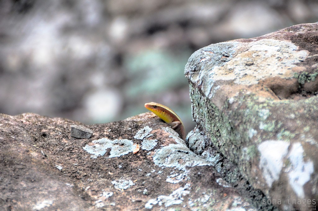 Colorful lizard, peeking over temple rocks, Angkor Wat in Cambodia