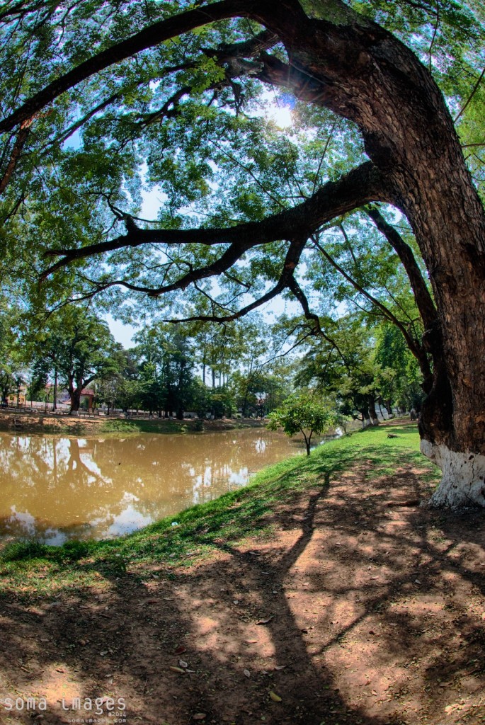 Trees creating shade, riverbank, Angkor Wat in Cambodia