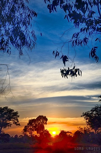 Colorful sunset seen through the trees, Angkor Wat, Cambodia