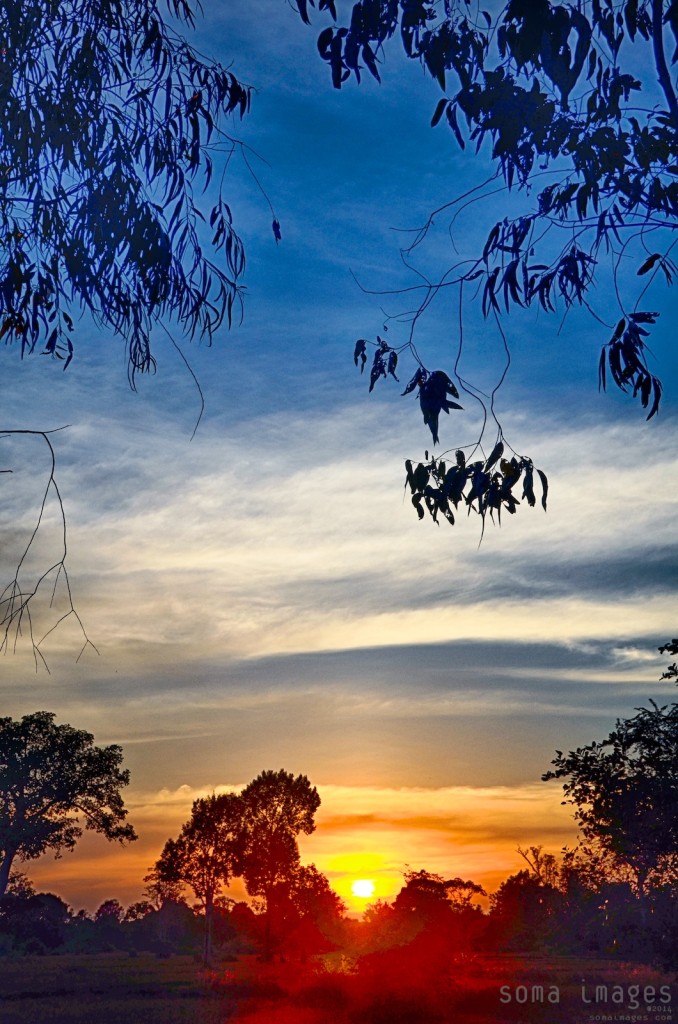 Colorful sunset seen through the trees, Angkor Wat, Cambodia