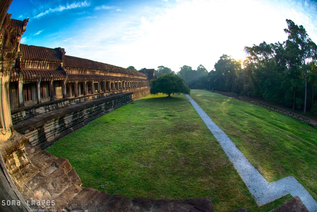 Lone tree, courtyard, Angkor Wat, Cambodia